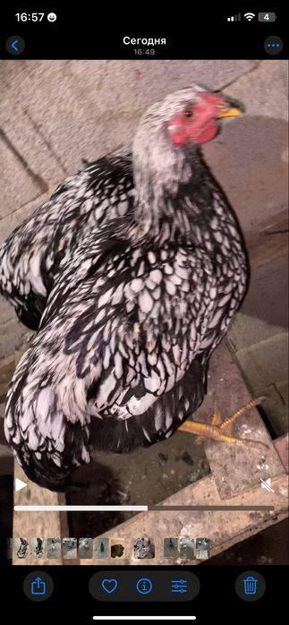 Продам петушков виандом