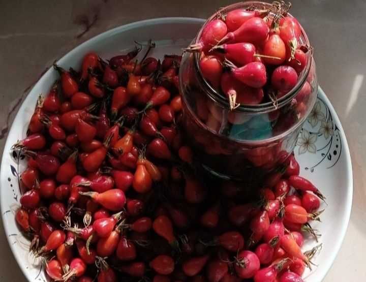 Шиповник итмұрын