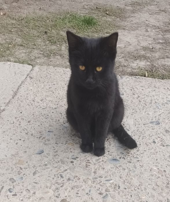 Отдам кошечку и котика