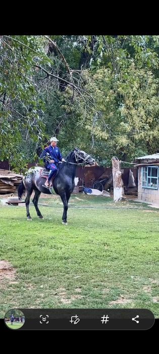 Шаухар. Чубар. шуар.байшубар