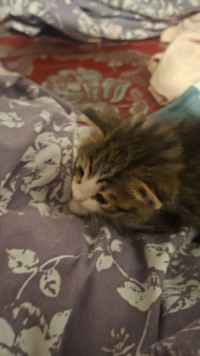 Срочно отдам котят