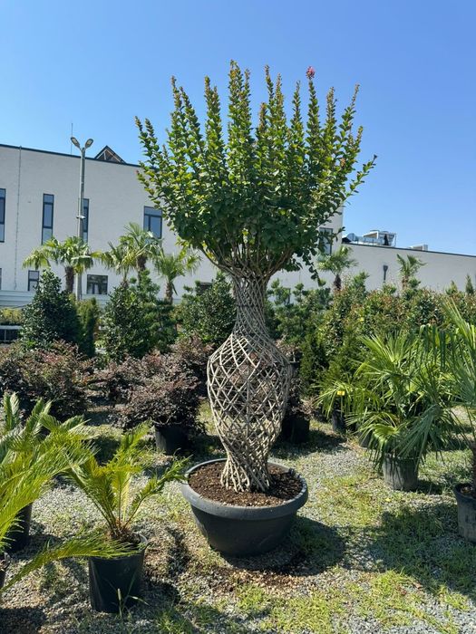 Lilandi chiparos leylandii