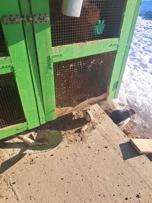 Cusca iepuri 12 boxe