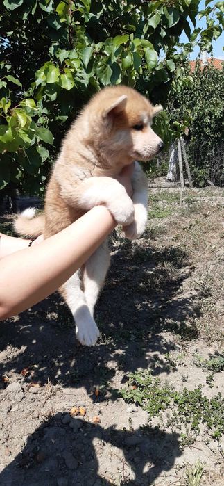 Продавам кученце акита ину