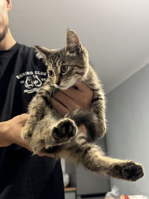 Котик даром в хорошие руки