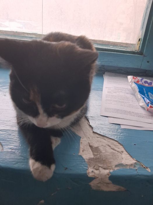 Котята даром , подарите им  дом