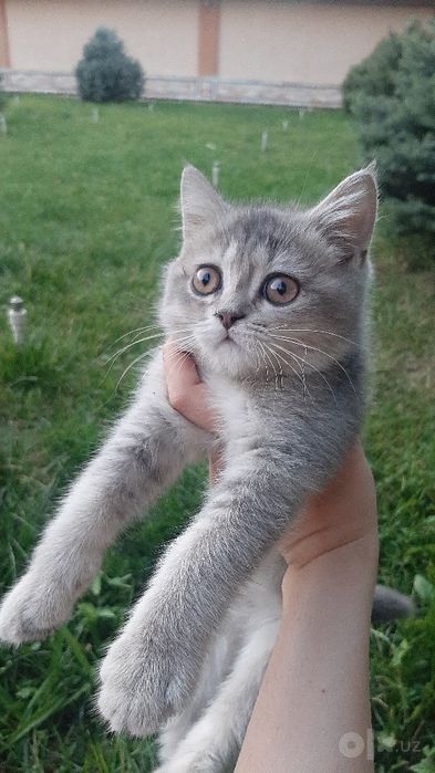 Котёнок Скоттиш страйт