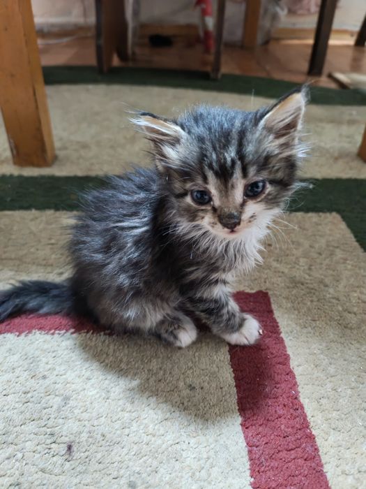 Отдам котёнка (1, 5мес) мальчик