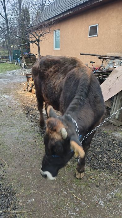Vaca tânără de vânzare