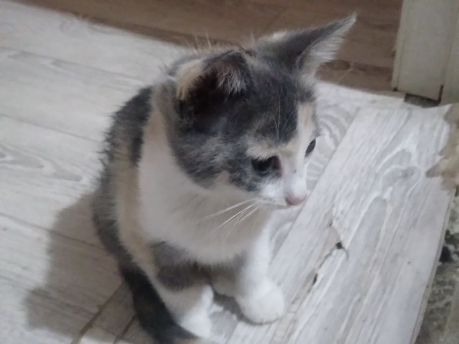 Котёнка МИЛИ бесплатно