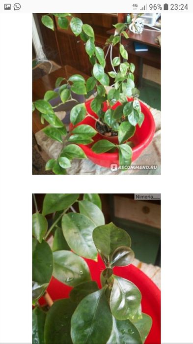 Продам ПЕРИКСИЯ (листовой кактус)).