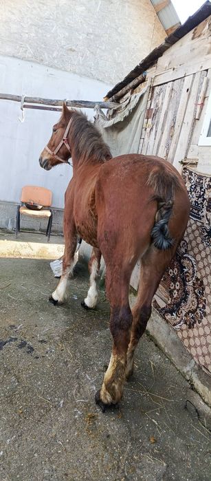 Iapă bună de ham teri ani