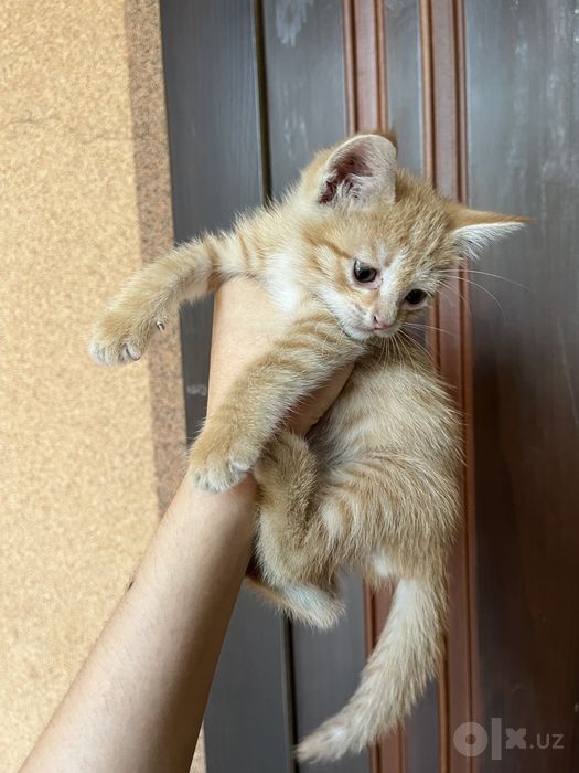 СРОЧНО! Ищем добрые руки для маленьких котят