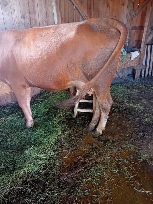 Vaca Baltata Romaneasca