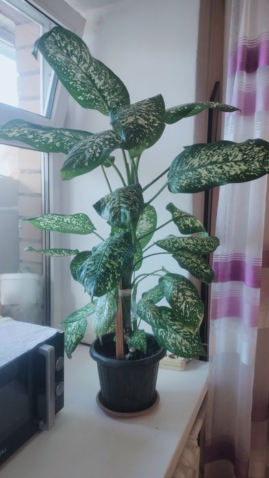 Продам цветы метровые и 2.5 метра