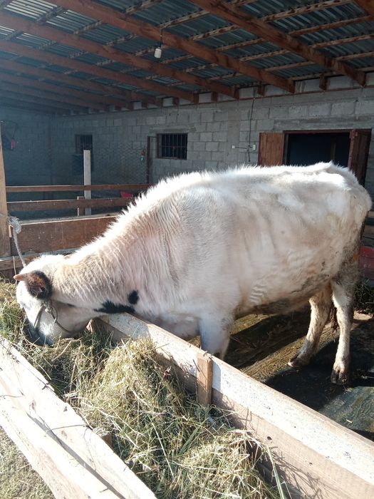 Сиыр сатылады бордакы