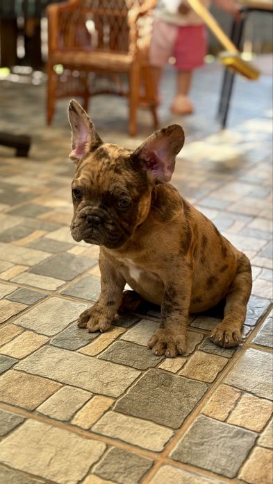Bulldog Francez Coco Merle
