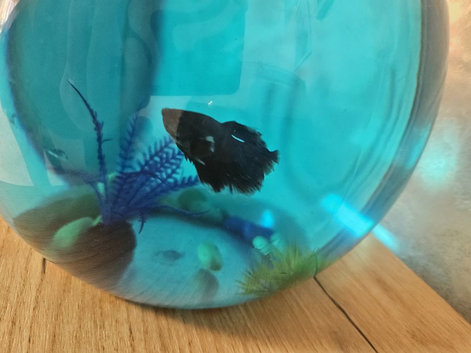 Подарочный ,аквариумный бокс