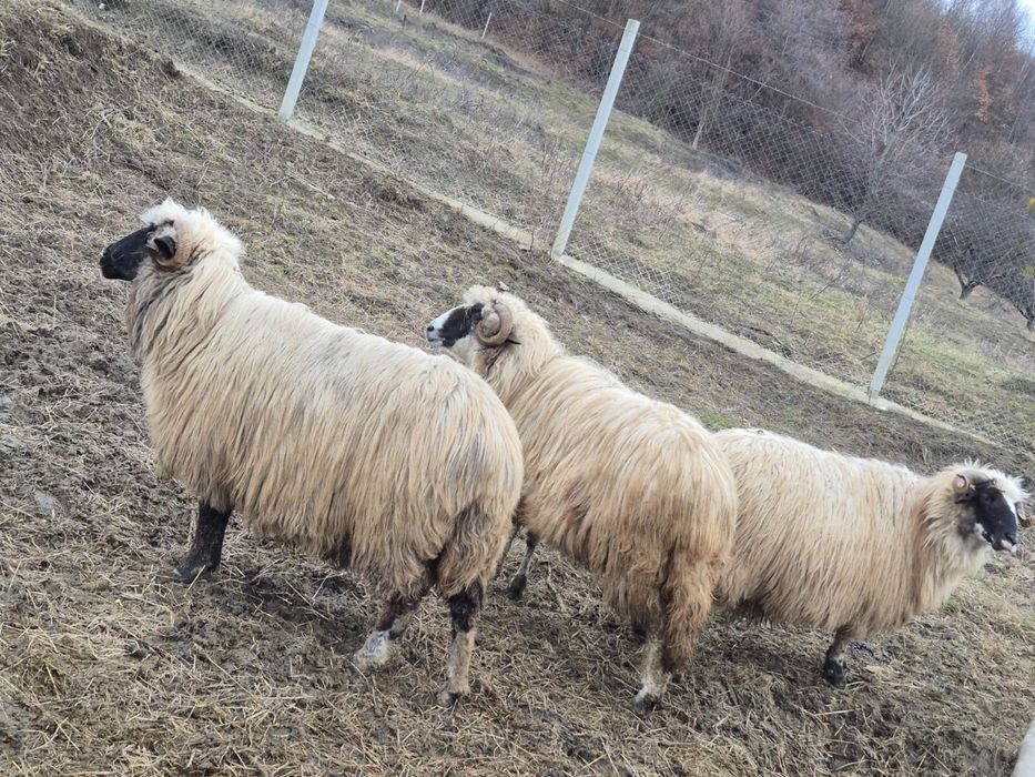 Oi breze frumoase si tinere!