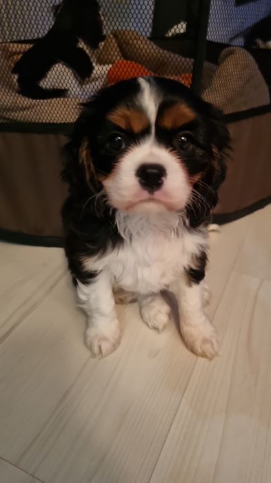 Fetita cu certificat pedigree