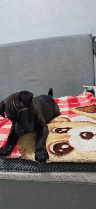 Продаю щенков Породы Шарпей