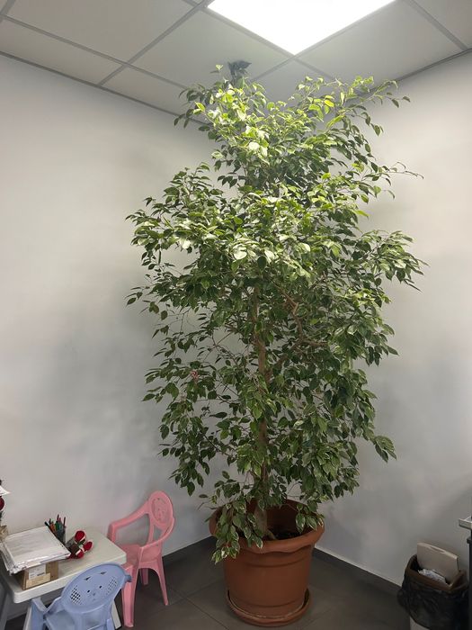 Продавам бенджамин