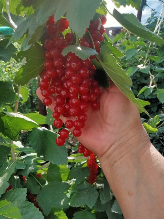 Саженцы красной смородины