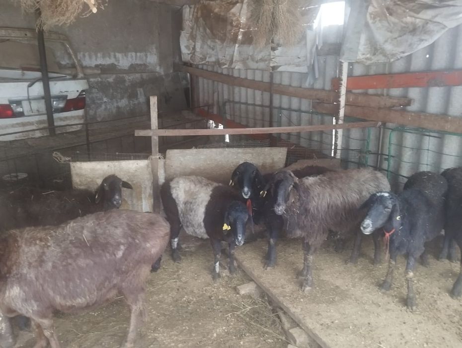 10 БАС Қозылы қойлар бар