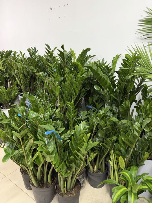 Домашние цветы недорого