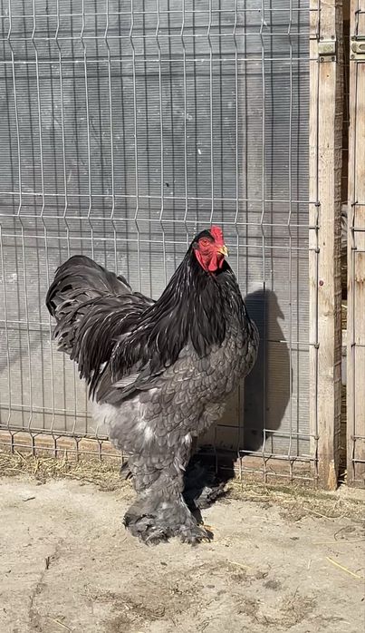 Cocoș Brahma Albastru