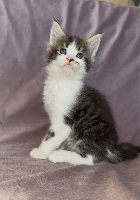 Мальчишка мейн кун из питомника