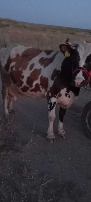 Vand vacă  de talie mijlocie, are 6 viței , gestanta in 4 luni,