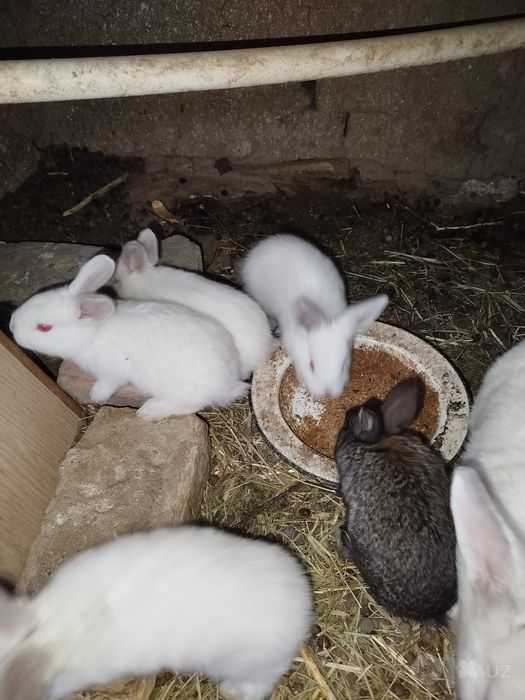 Куйон боласи борр.