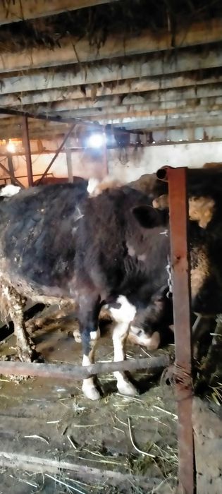 Сельхозживотное карова