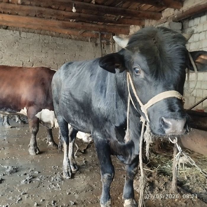 Buqa uyda boqilgan 600 kg, 700kg