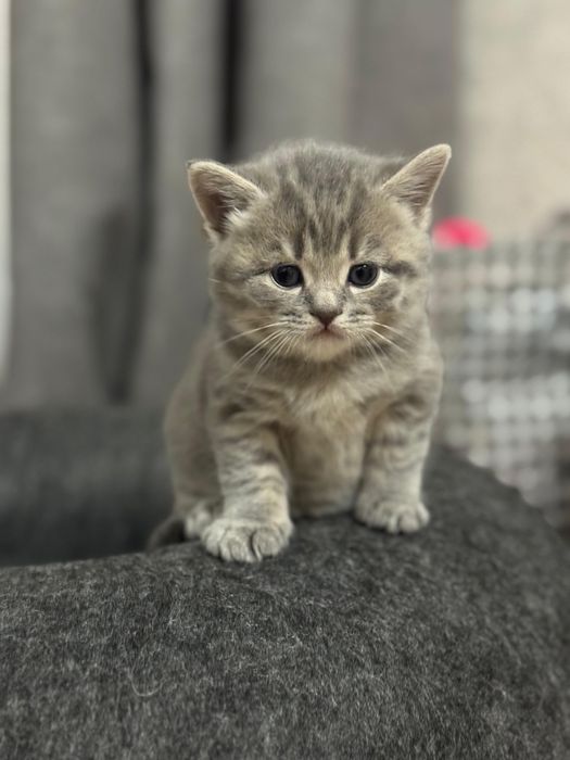 Шотландские  котята