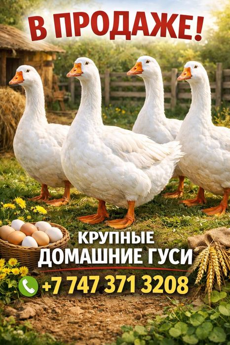 Продам гусей домашние