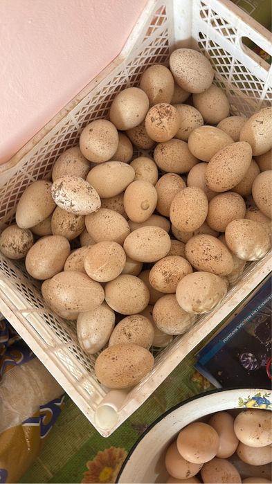 Үндік жұмыртқасы