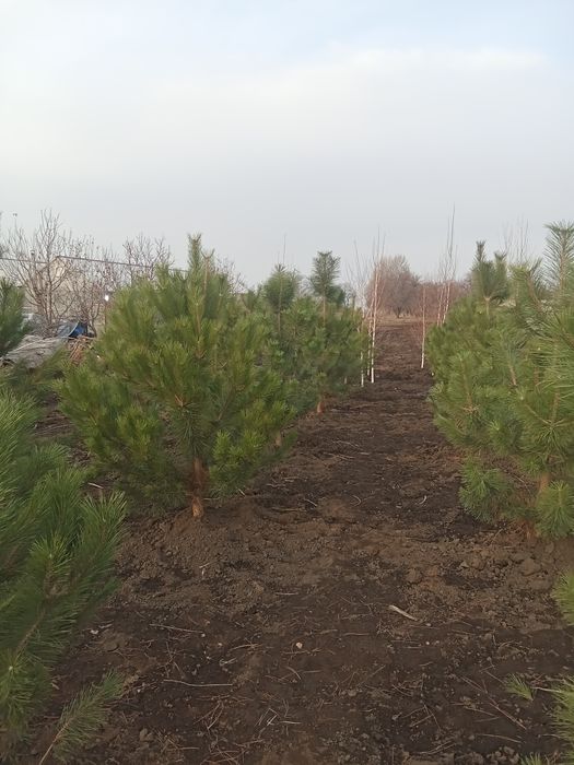 Сосна крымская 6,7 ,8 метров
