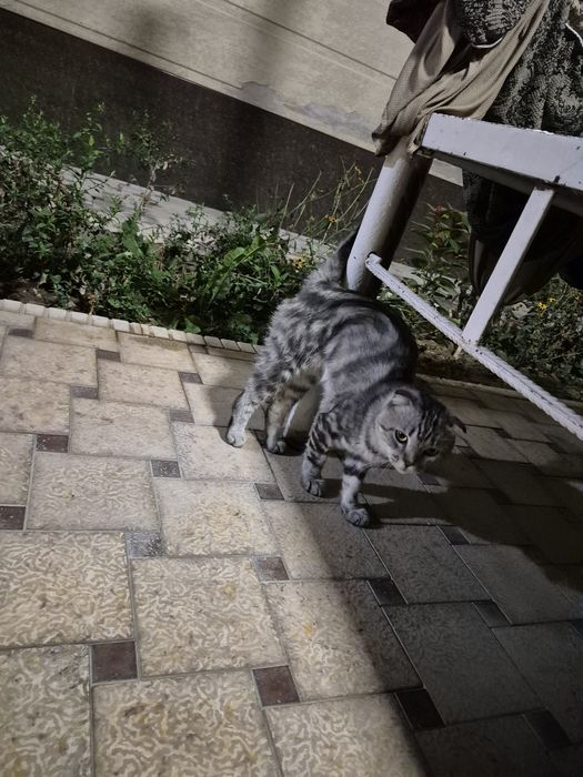 Scottish fold erkak