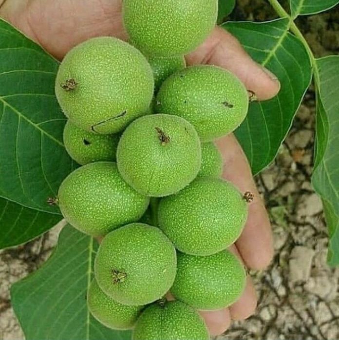 Karlek VA polekarlek yongoqlar 100%