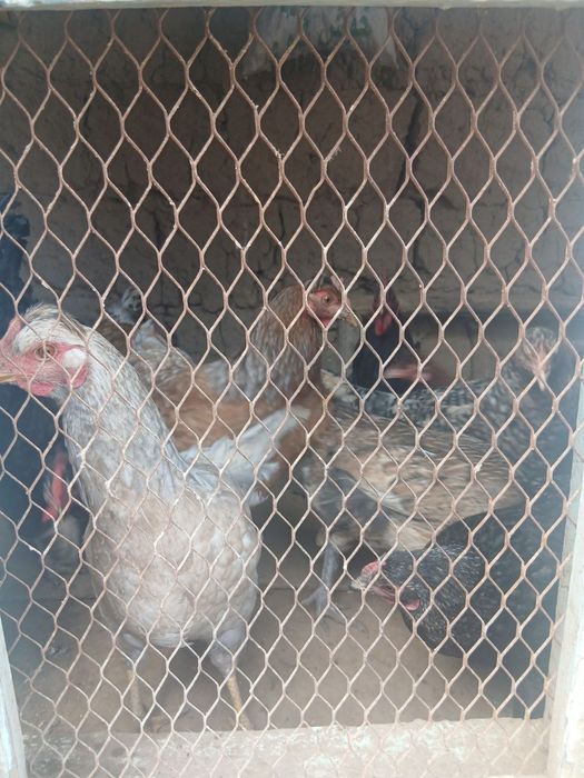 tovuq xoʻrozlar sotiladi