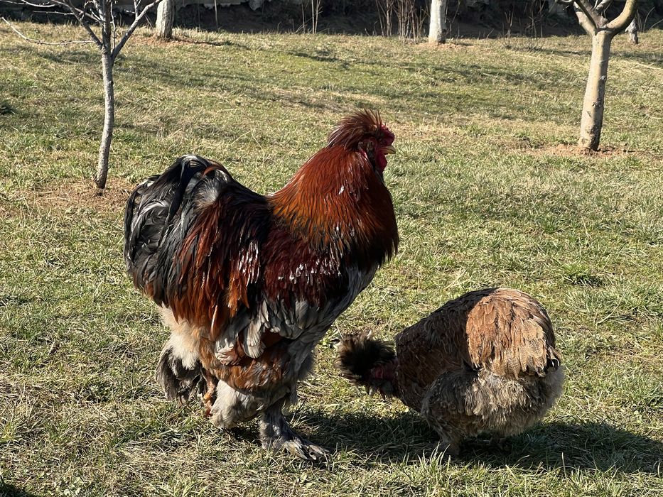 Oua incubat gaini motate, incaltate, gat golas