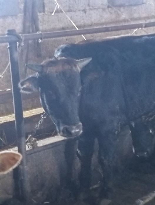 Сельхозживотное быки