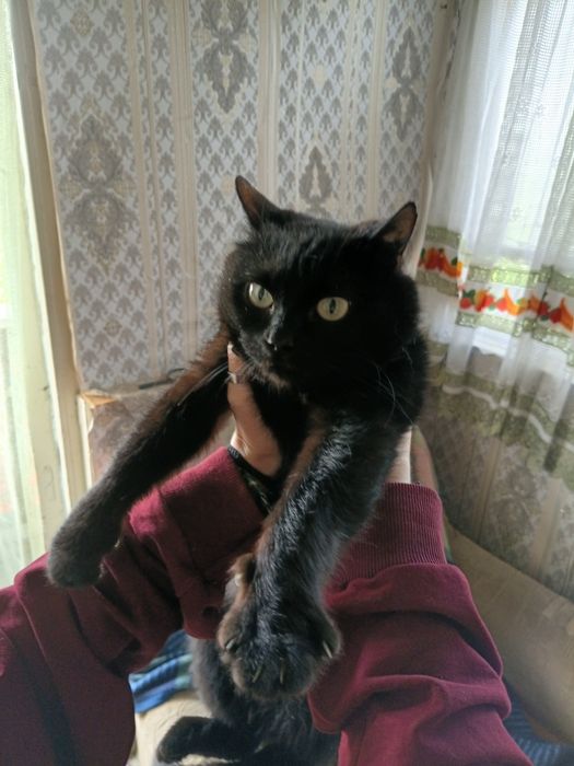 Отдам кошку и котят