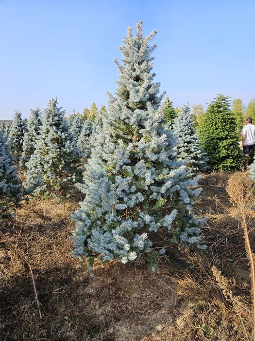 Brazi argintii și normandiana de cea mai buna calitate