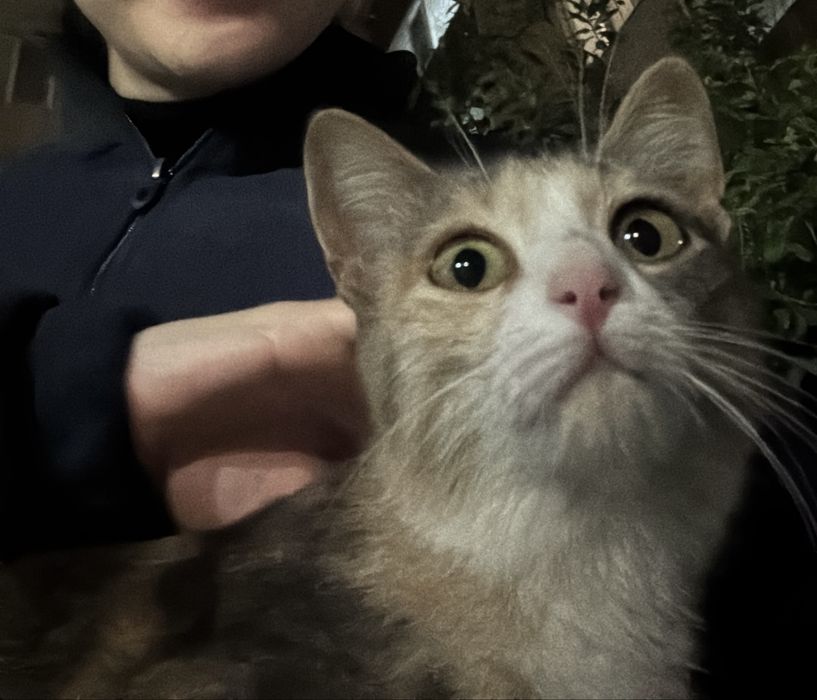 Кошка ищет себе дом