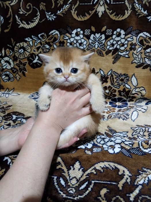 Золотая шиншилла