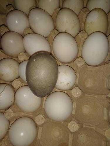 O'rdak tuxumlari optom va dona sotiladi!