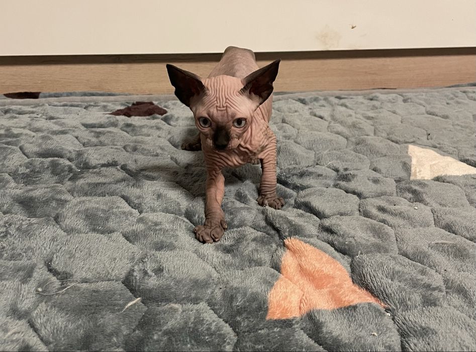 Котенца канадски сфинкс и елф